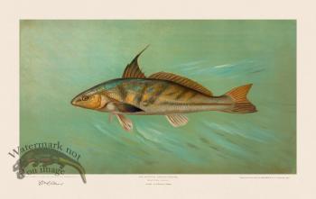 Kingfish